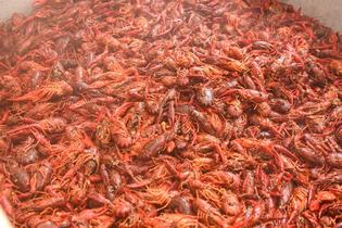 Fresh crawfish ready for the boil